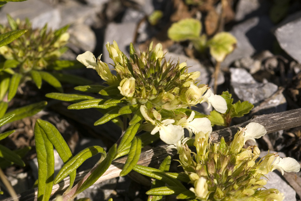 Teucrium montanum